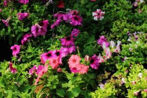 Vibrant Petunia Blooms A Lush Garden Display of Pink and Purple photo