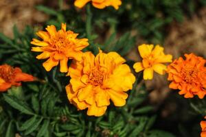 Vibrant Orange Marigolds in a Sunny Garden A Naturalistic Close-Up photo