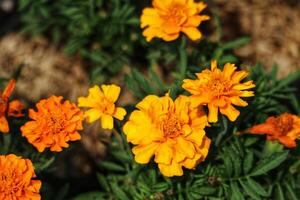 Vibrant Orange Marigolds A Sunlit Garden Bloom photo