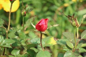 Crimson Rosebud in a Verdant Garden A Serene Botanical Study photo