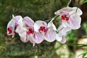 Elegant Spotted Orchids A Delicate Floral Display photo