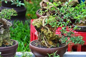 Lush Green Bonsai Tree A Serene Rock Garden Miniature photo