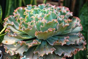 Succulent Echeveria Frilly Rosettes in Serene Teal Hues photo