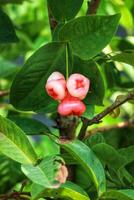 Rosy Water Apples A Vibrant Cluster on Lush Green Foliage photo