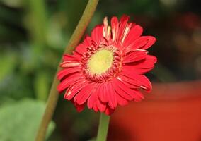 Vibrant Red Gerbera Daisy A Close-Up Botanical Study photo