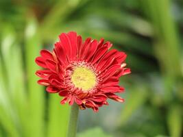 Vibrant Red Gerbera Daisy A Close-Up Study in Vivid Color and Natural Light photo