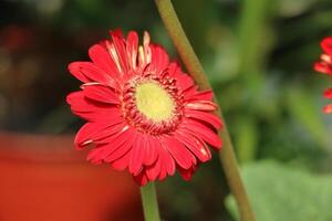 Vibrant Red Gerbera Daisy A CloseUp, Sunlit Floral Portrait photo