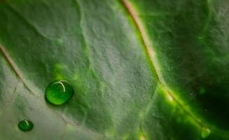 Abstract green background. Macro Croton plant leaf with water drops. Natural backdrop photo