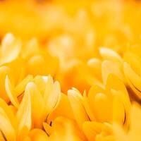 Yellow crocus flowers. Macro floral background for holiday design photo