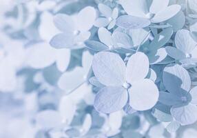 Background of white blue petals of Hydrangea or Hydrangea. Soft focus photo