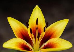 Beautiful yellow red Lily on dark background photo
