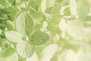 Background of white green petals of Hydrangea or Hydrangea. Soft focus photo