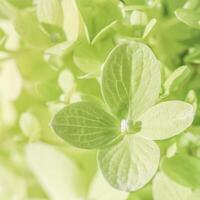 Background of white green petals of Hydrangea or Hydrangea. Soft focus photo