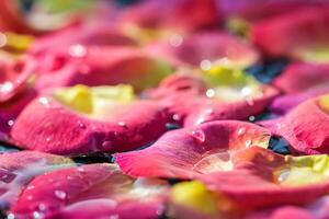 Red yellow rose petals with drops of water. Aromatherapy and spa concept. Blurred floral background photo