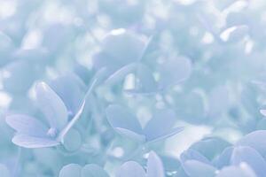 Background of white blue petals of Hydrangea or Hydrangea. Soft focus photo