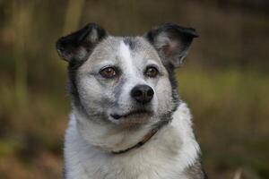 Brown and White Mongrel Dog Looking Directly at Camera photo