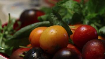Close Up of Freshly Washed Tomatoes with Green Herbs video