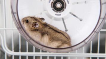 Cute brown Djungarian hamster sitting in a wheel close up video