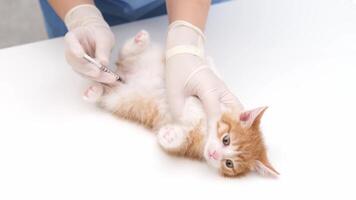 vétérinaire donne un injection à une petit rouge chaton sur une blanc table video