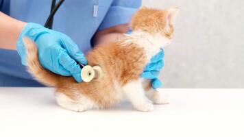 veterinarian examining little red kitten on table video