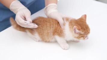 veterinarian giving an injection to a little red kitten video