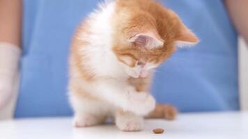 a small red kitten sits on the veterinarian's table and plays with a tablet video