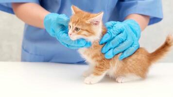 veterinarian examines the fur of a small red kitten on the table video
