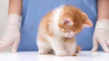 a small red kitten sits on a white table at the veterinarian and plays with a tablet video