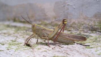 Footage of a big grasshopper crawling slowly. Macro shot of a tired grasshopper crawling on the floor and unable to fly. Animal colorful. Close up view of insect. Motion in 4K Resolution video