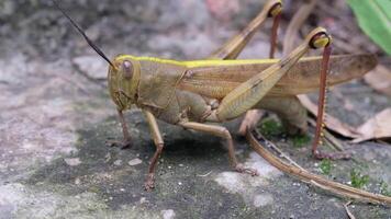 Footage of a large grasshopper laying eggs on the ground. Macro shot of a grasshopper rubbing its belly on the ground to lay eggs. Animal colorful. Close up view of insect. Motion in 4K Resolution video
