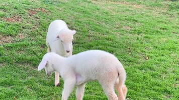 Lambs playing in a green meadow surrounded by nature on a peaceful spring day video