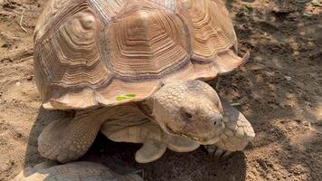 African spurred tortoise, resting on a sandy surface. The intricate texture of its shell and rough skin is clearly visible, emphasizing its natural beauty and resilience video