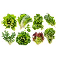 A collection of different types of lettuce png