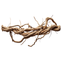 A branch of twigs with no leaves png