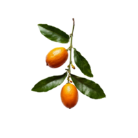 Two oranges are on a branch with leaves png