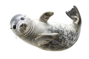 Adorable seal pup lying on its back, showcasing its speckled fur and playful expression against a transparent background. Perfect for wildlife themes. png