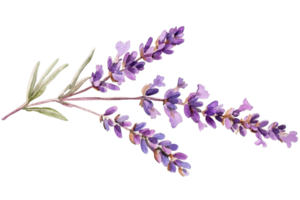 Delicate lavender flowers with vibrant purple hues and green stems, symbolizing tranquility and beauty in a natural setting. png