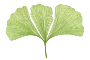 Closeup of a green ginkgo biloba leaf with distinct fan shape. Ideal for natural, botanical, or herbal themed designs and projects. png