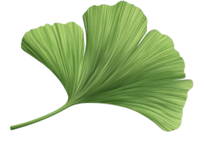Isolated ginkgo biloba leaf with detailed texture on a transparent background. perfect for botanical and natural design projects. png
