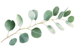 A fresh eucalyptus branch with round, green leaves isolated on a transparent background. ideal for natural and botanical designs. png