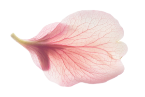 Close-up of a delicate pink flower petal with intricate vein pattern, isolated on transparent background. showcasing natural beauty and detail. png