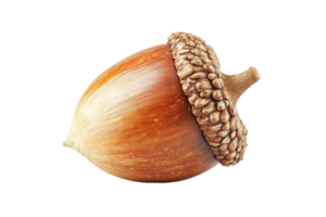 Close-up of a single acorn with a detailed cap and textured shell. Perfect for nature and autumn-themed designs and educational materials. png