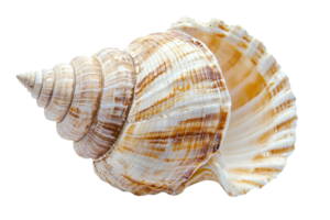 Close-up of a beautiful spiral seashell with intricate patterns and natural textures on a transparent background. perfect for coastal decor ideas. png