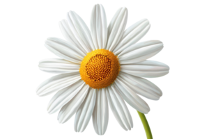 Close-up of a beautiful white daisy with a vibrant yellow center on a transparent background. showcasing nature's simple elegance and grace. png