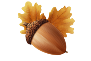 A vibrant autumn-themed image featuring a single acorn with oak leaves, symbolizing fall and nature's bounty. png