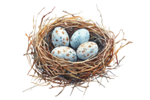 Close-up of a bird's nest with four speckled eggs on a transparent background. showcasing nature and wildlife in a serene setting. png