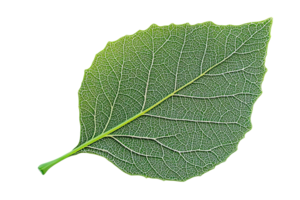 Close-up of a green leaf with visible veins and texture, isolated on a transparent background. Perfect for nature, botanical, or environmental themes. png