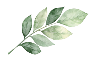 Elegant watercolor illustration of a green leaf branch, perfect for botanical designs and natural themed projects. Fresh, artistic, and serene. png