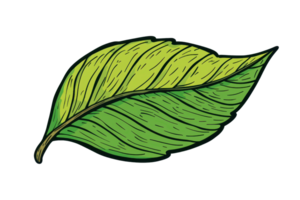 Illustrated green leaf featuring intricate veins and textured surface. Ideal for nature themes, environmental concepts, and botanical designs. png