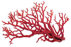 Vibrant red coral branch isolated on transparent background. showcasing its intricate structure and bright color in a striking close-up view. png
